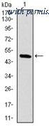 OriGene AM06729PU-N image 1