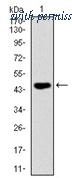 OriGene AM06730PU-N image 1