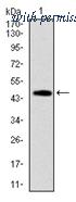OriGene AM06732PU-N image 1