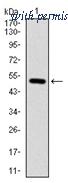 OriGene AM06734PU-N image 1