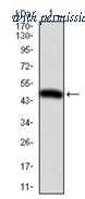 OriGene AM06735PU-N image 1