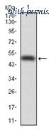 OriGene AM06739PU-N image 1