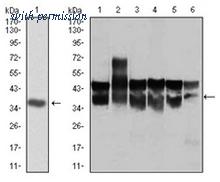 OriGene AM06741PU-N image 1