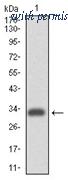 OriGene AM06742PU-N image 1