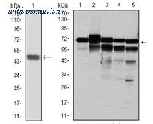 OriGene AM06744PU-N image 1