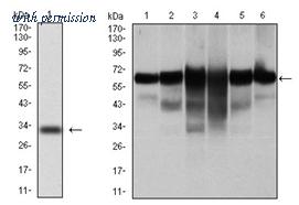 OriGene AM06747PU-N image 1