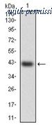 OriGene AM06748PU-N image 1