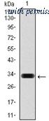 OriGene AM06752PU-N image 1
