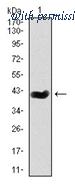 OriGene AM06753PU-N image 1