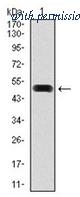 OriGene AM06755PU-N image 1