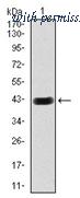 OriGene AM06756PU-N image 1