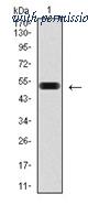 OriGene AM06757PU-N image 1
