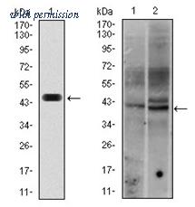 OriGene AM06762SU-N image 1