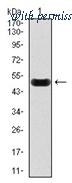 OriGene AM06764SU-N image 1