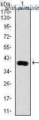 OriGene AM06775SU-N image 1