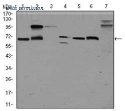 OriGene AM06776PU-N image 1