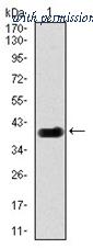 OriGene AM06777PU-N image 1