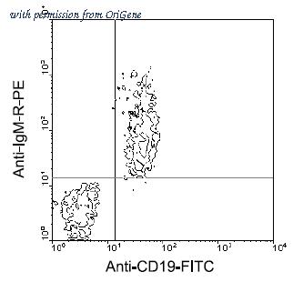 OriGene AM08015RP-N image 1