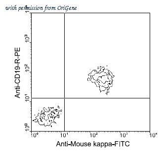 OriGene AM08019FC-N image 1