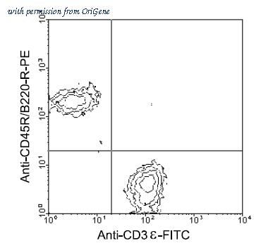OriGene AM08026FC-N image 1
