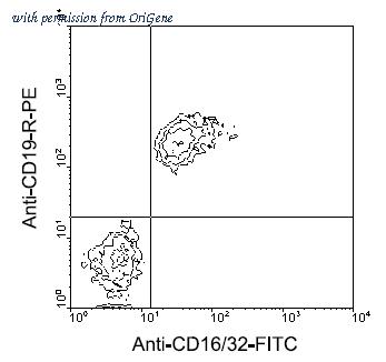OriGene AM08040FC-N image 1