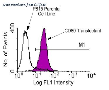 OriGene AM08052FC-N image 1