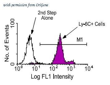 OriGene AM08056PU-N image 1