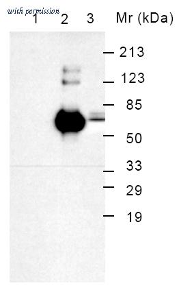 OriGene AM08058BT-N image 1
