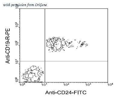 OriGene AM08069FC-N image 1