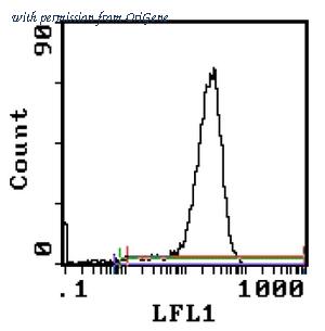 OriGene AM08081BT-S image 1