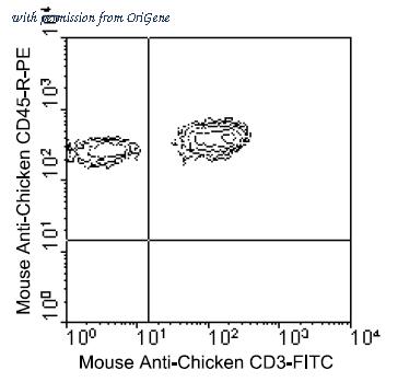 OriGene AM08122RP-N image 1