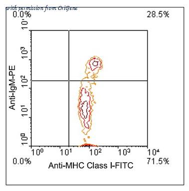OriGene AM08130FC-N image 1