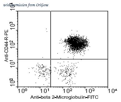 OriGene AM08140RP-N image 1