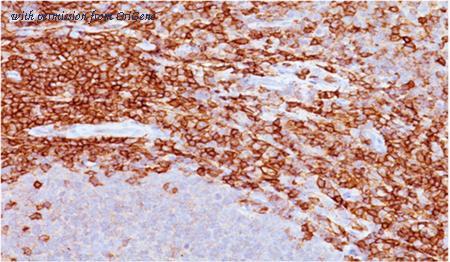 OriGene AM08160PU-S image 1