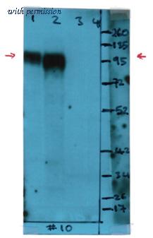 OriGene AM08170PU-N image 1