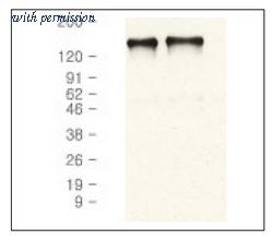OriGene AM08180PU-N image 1