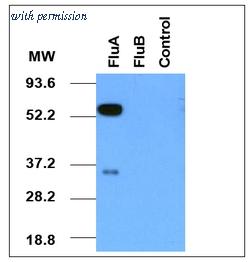 OriGene AM08181PU-N image 1