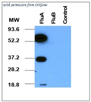 OriGene AM08182PU-N image 1