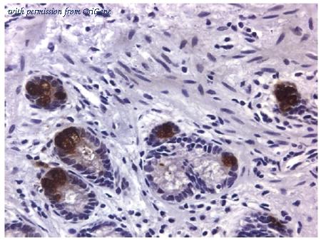 OriGene AM08200PU-N image 1