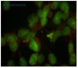 OriGene AM08257SU-N image 1