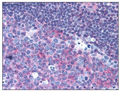 OriGene AM08347PU-N image 1