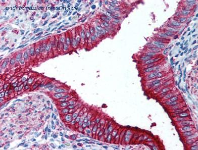OriGene AM08357PU-N image 1