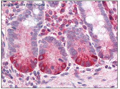 OriGene AM08392PU-N image 1