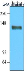 OriGene AM09001PU-S image 1