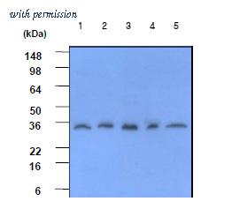 OriGene AM09005PU-N image 1