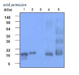 OriGene AM09033PU-S image 1