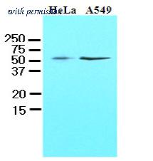 OriGene AM09057PU-S image 1