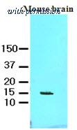 OriGene AM09059PU-N image 1