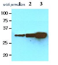 OriGene AM09077PU-S image 1