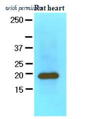 OriGene AM09080PU-S image 1